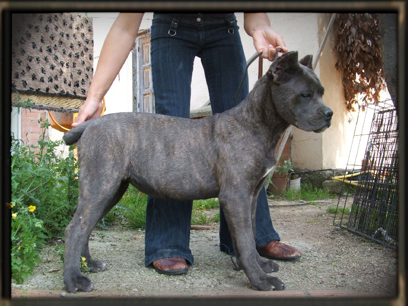 cane corso old world